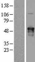 AKAP5 Human Over-expression Lysate