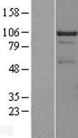 DDX23 Human Over-expression Lysate
