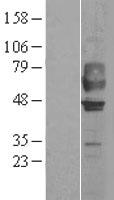 GPR44 (PTGDR2) Human Over-expression Lysate