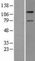 TAOK2 Human Over-expression Lysate