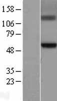 GCNT3 Human Over-expression Lysate