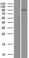 PIWIL1 Human Over-expression Lysate
