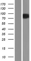 NOLC1 Human Over-expression Lysate