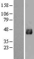 SLC33A1 Human Over-expression Lysate