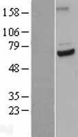 CDC23 Human Over-expression Lysate