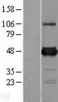 UAP56 (DDX39B) Human Over-expression Lysate