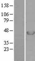 MAPKAP Kinase 3 (MAPKAPK3) Human Over-expression Lysate