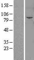 Fibroblast activation protein, alpha (FAP) Human Over-expression Lysate