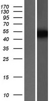 CSNK1G3 Human Over-expression Lysate