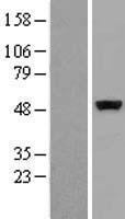 CSK Human Over-expression Lysate