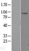 CLCN2 Human Over-expression Lysate