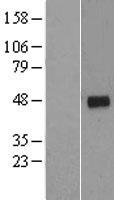 Cyclin G2 (CCNG2) Human Over-expression Lysate
