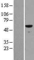 RUNX2 Human Over-expression Lysate