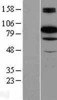 B Raf (BRAF) Human Over-expression Lysate