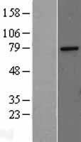 TRAP80 (MED17) Human Over-expression Lysate