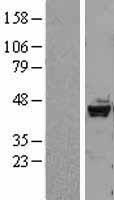 DRAK2 (STK17B) Human Over-expression Lysate