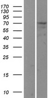 USP2 Human Over-expression Lysate