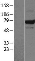 Grp75 (HSPA9) Human Over-expression Lysate
