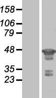 FEN1 Human Over-expression Lysate