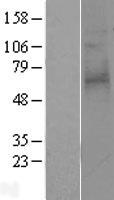 Proteinase Activated Receptor 3 (F2RL2) Human Over-expression Lysate