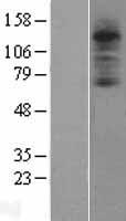 C3AR1 Human Over-expression Lysate