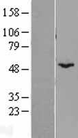 BYSL Human Over-expression Lysate