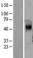 PNR (TAAR5) Human Over-expression Lysate