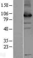 USP13 Human Over-expression Lysate