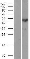 Protein Z (PROZ) Human Over-expression Lysate