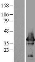 Alpha SNAP (NAPA) Human Over-expression Lysate