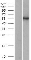 HYAL2 Human Over-expression Lysate