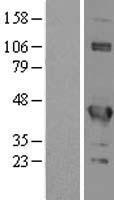EIF3S4 (EIF3G) Human Over-expression Lysate