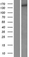 EIF3A Human Over-expression Lysate
