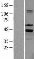 SKAP55 (SKAP1) Human Over-expression Lysate