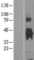 kynurenine 3 monooxygenase (KMO) Human Over-expression Lysate