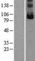 LGR5 Human Over-expression Lysate