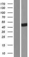 DBPA (YBX3) Human Over-expression Lysate