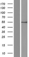 SLC7A5 Human Over-expression Lysate