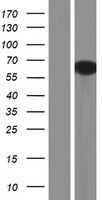 Synapsin III (SYN3) Human Over-expression Lysate