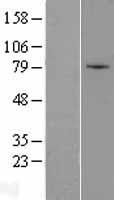 ZNF45 Human Over-expression Lysate