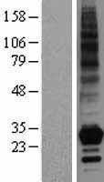 CD252 (TNFSF4) Human Over-expression Lysate