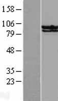 STAT6 Human Over-expression Lysate