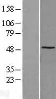 SSB Human Over-expression Lysate