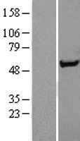 Syntrophin alpha 1 (SNTA1) Human Over-expression Lysate