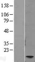 Eotaxin (CCL11) Human Over-expression Lysate