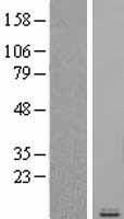 RANTES (CCL5) Human Over-expression Lysate