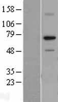 RPA70 (RPA1) Human Over-expression Lysate