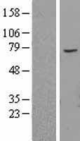 ABCE1 Human Over-expression Lysate