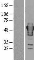 Ribonuclease Inhibitor (RNH1) Human Over-expression Lysate