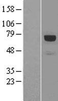 Paxillin (PXN) Human Over-expression Lysate